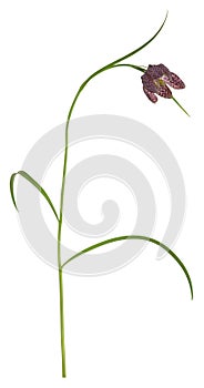 Snake`s head fritillary, Fritillaria meleagris isolated on white background