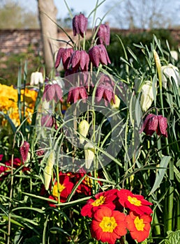 Snake`s Head Fritillary and primrose flowers growing in the grass outside the walled garden at Eastcote House, London UK.