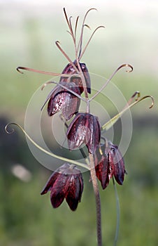 Snake\'s head fritillary, snake\'s head, chess flower, frog-cup, guinea-hen flower, guinea flower