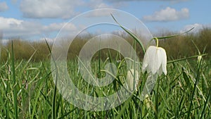 Snake's Head in spring