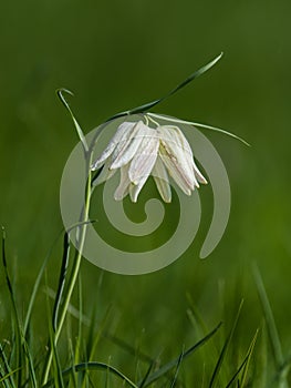 Snake`s head with two white bells