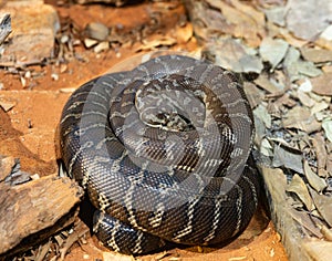 The snake on the sand