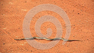 Snake on the sand pad