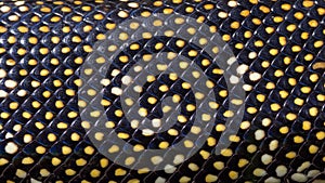 Australian Diamond Python scales