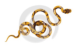 Snake or serpent isolated on white background. Boa or python. Exotic carnivorous reptile, predator, wild desert or