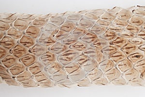 Snake shedding skin on white background,molting snake