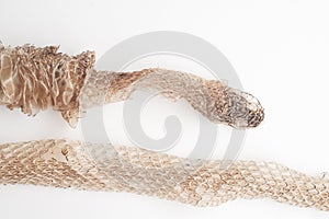 Snake shedding skin on white background,molting snake