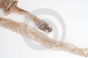 Snake shedding skin on white background,molting snake