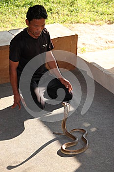 Snake show