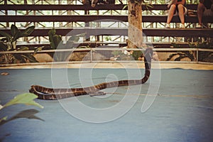 Snake show at farm Koh Samui thailand on 4 April