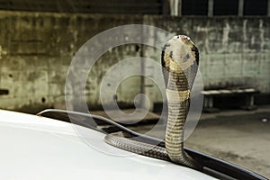Snake Siamese cobra on the lid front hood car