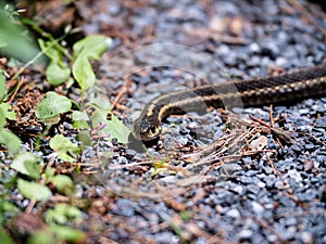 A Snake on the Sidewalk.