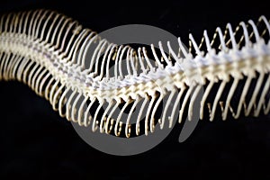 Snake Skeleton of python. bone ribs on black background. focus at the eyes with copy space