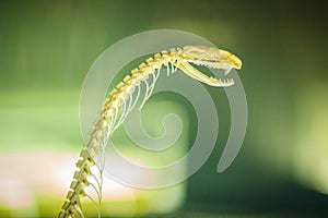 Snake skeletons of monocled cobra (Naja kaouthia), also called m photo