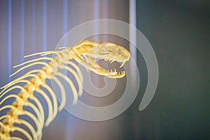 Snake skeletons of monocled cobra (Naja kaouthia), also called m photo