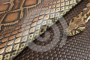 Snake skin and alligator texture background photo