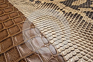 Snake skin and alligator texture background photo
