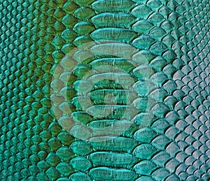 Snake skin background