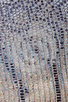 Snake skin background