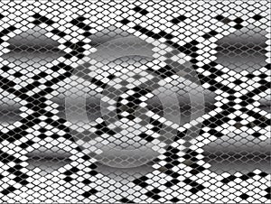 Snake skin in black and white