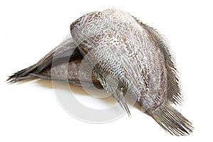 Snake Skin Gourami Fish, Pla Salit (Trichogaster pectoralis)