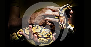 Snake skin on human hand in exotic pet