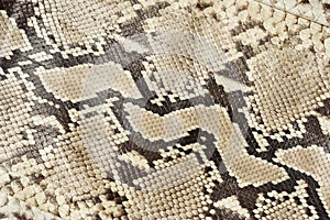Snake skin leather