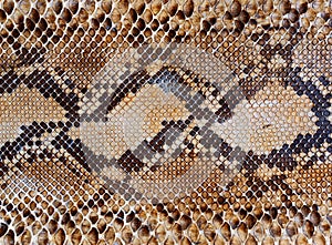 Snake skin pattern background