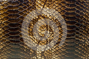 Snake skin pattern background