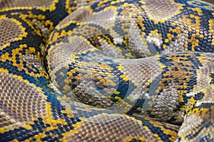 Snake skin pattern close-up filling up the frame