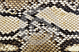 Snake skin python