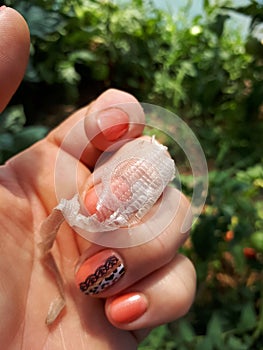 Snake skin remaining after molting. skin of a snake in the hands of a woman