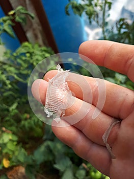 Snake skin remaining after molting. skin of a snake in the hands of a woman