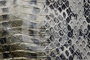 Snake skin, reptile