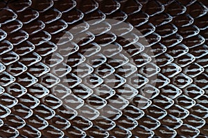 Snake skin, Snake molt