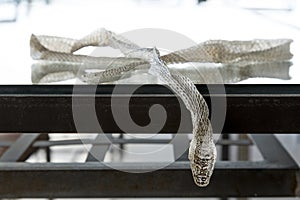 Snake skin on the table photo