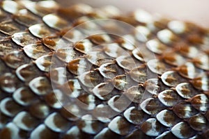 Snake skin texture