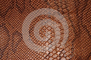 Snake skin texture