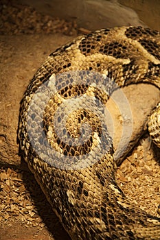 Snake skin textures. Brown snake scales background with white stripes and ornament