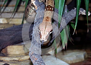 Snake sliding down branch