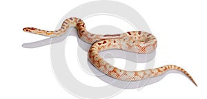 Snake slithering in front of white background