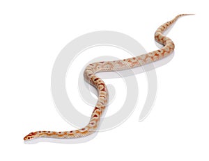 Snake slithering in front of white background, studio shot