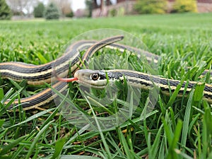 A snake slithering in the grass