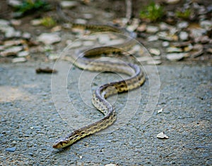 A snake slithering off of the trail onto the concrete.