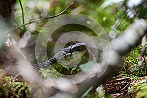 Snake slithering in the woods