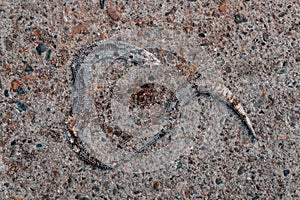 Snake slough skin on a concrete surface