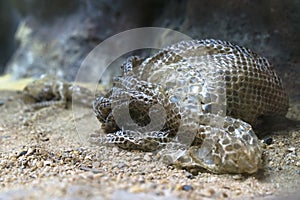 Snake slough after snake moulting, sloughing, shedding photo