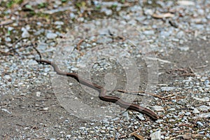 snake slowworm in the sun on the ground
