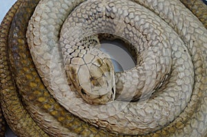 Snake specimens