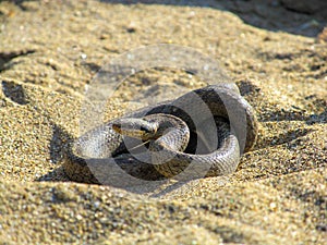 Snake on the sand